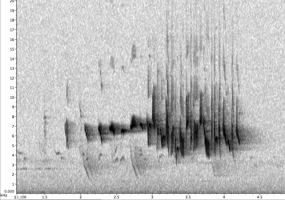 Sonogram of Blue Wren song Sonogram of Blue Wren song